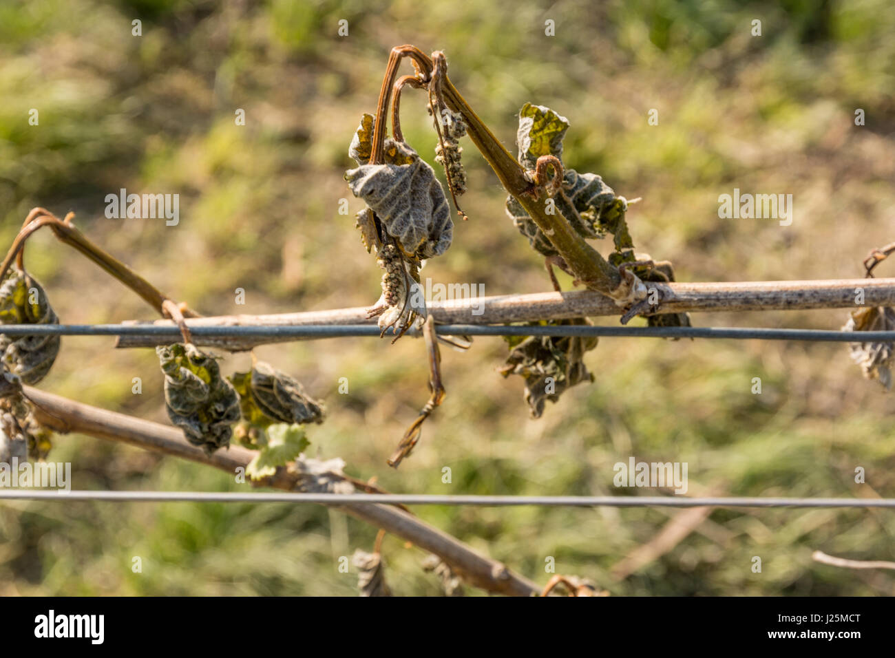 Vigna colpita dal freddo. Disastro naturale - foglie di uva secca a causa della notte di gelo primaverile Foto Stock