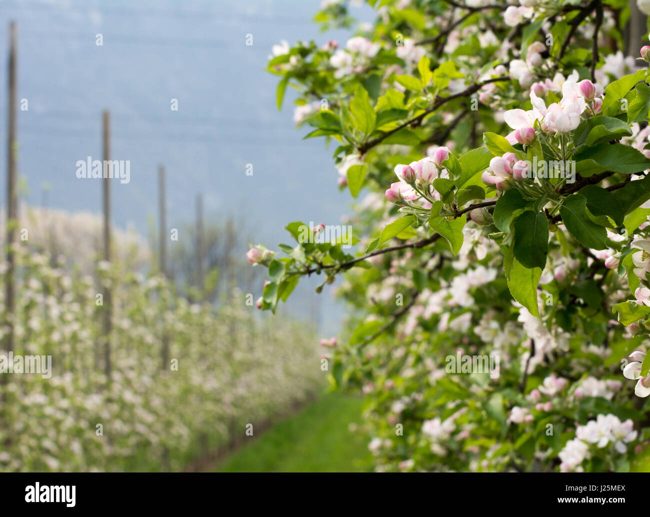 Apple fiorisce in primavera. A fioritura primaverile del campo di mele Foto Stock