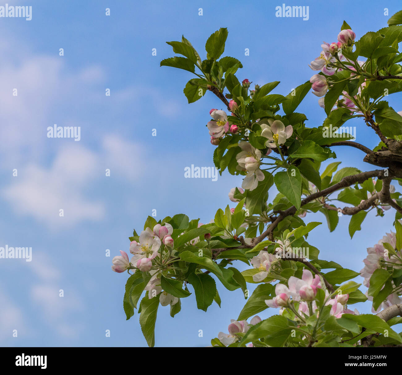 Apple fiorisce in primavera. A fioritura primaverile del campo di mele Foto Stock
