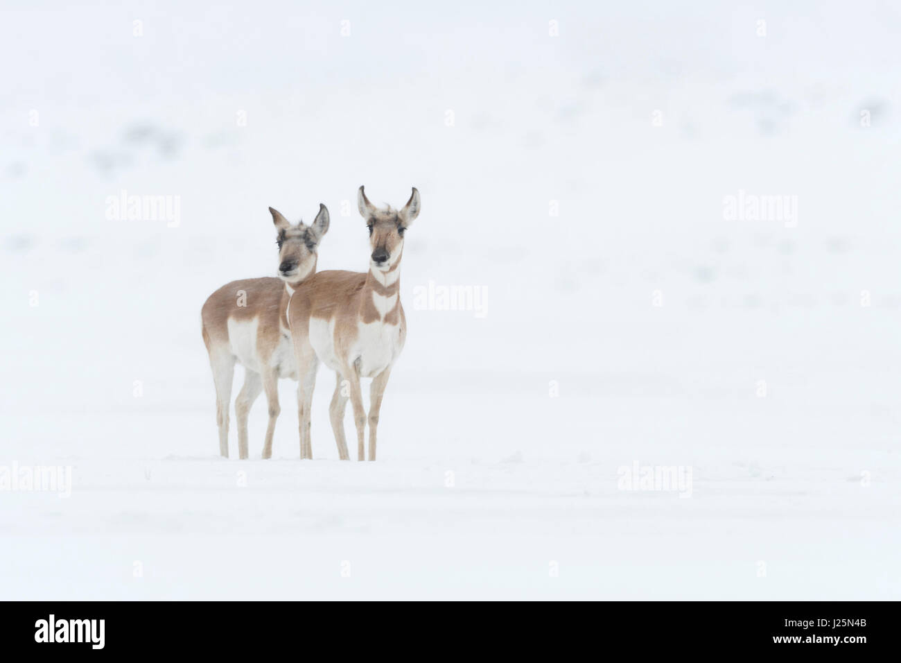 Pronghorns / Gabelboecke / Gabelantilopen ( Antilocapra americana ) due femmine in inverno, lavori di soffiaggio della neve, in attesa, guardare , Wyoming, STATI UNITI D'AMERICA. Foto Stock