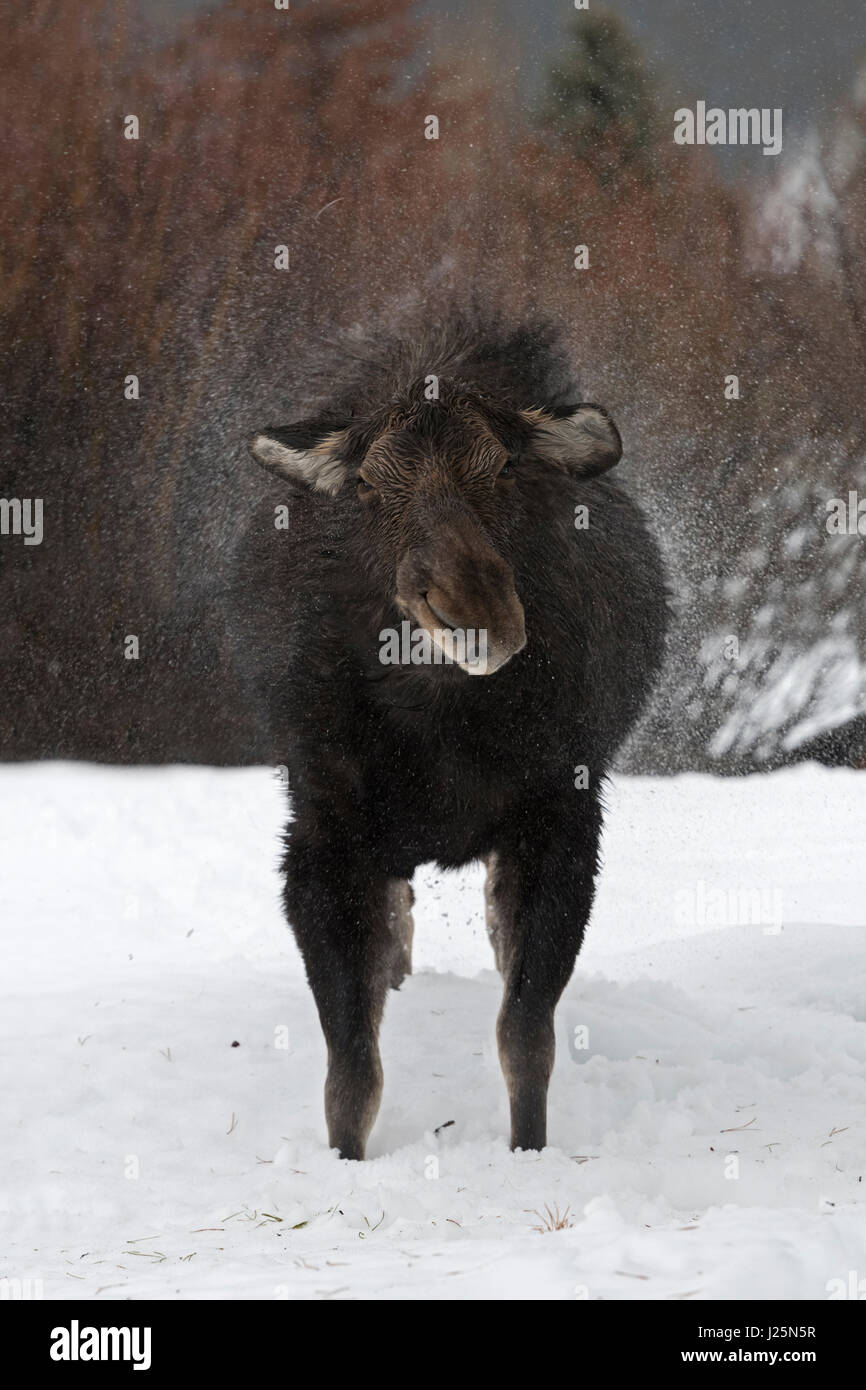 Moose / Elch ( Alces alces ), femmina adulta in inverno, agitando l'acqua fuori della sua pelliccia, sembra abbastanza divertente, Grand Teton NP, STATI UNITI D'AMERICA. Foto Stock