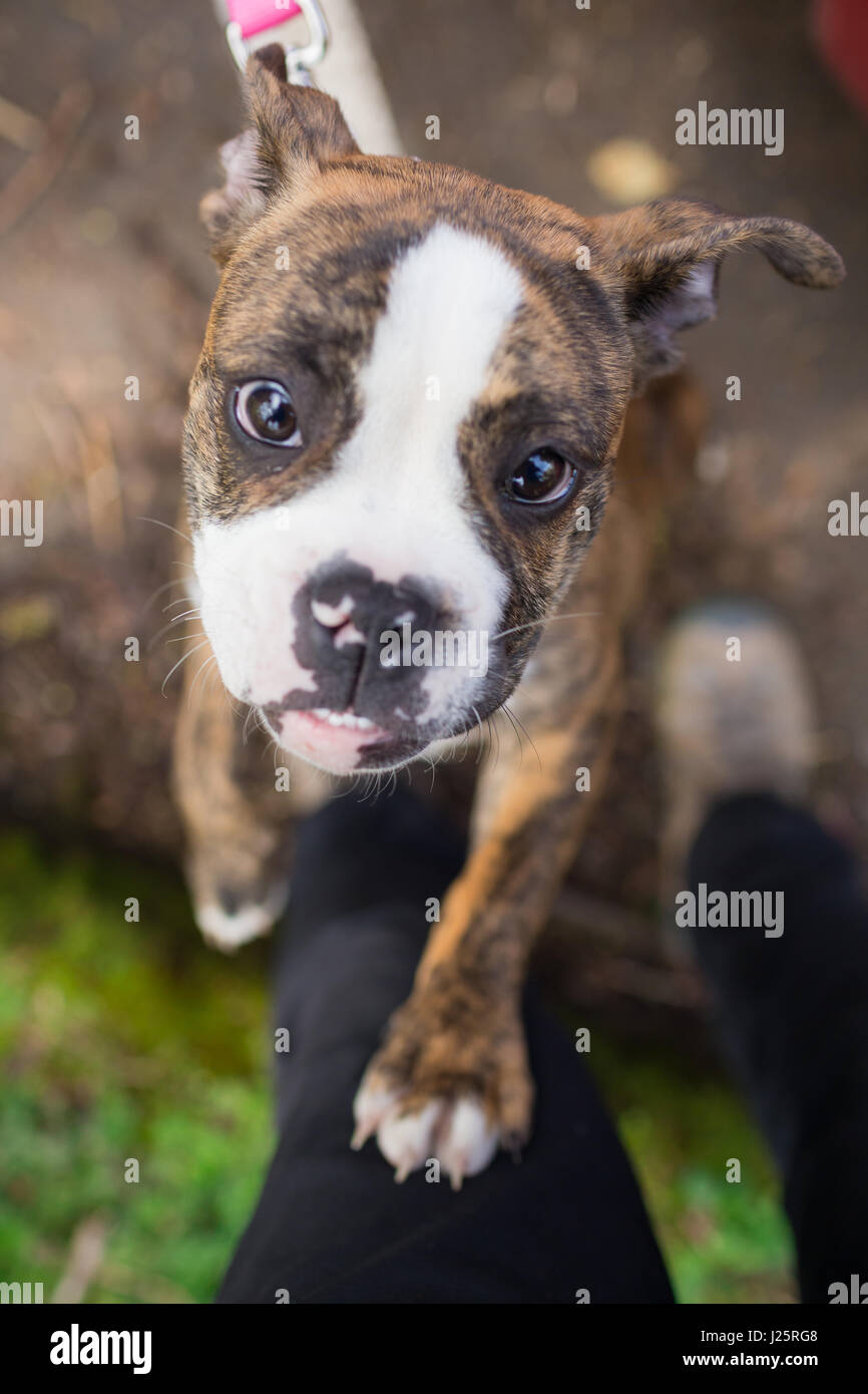 Bulldog inglese cucciolo Foto Stock