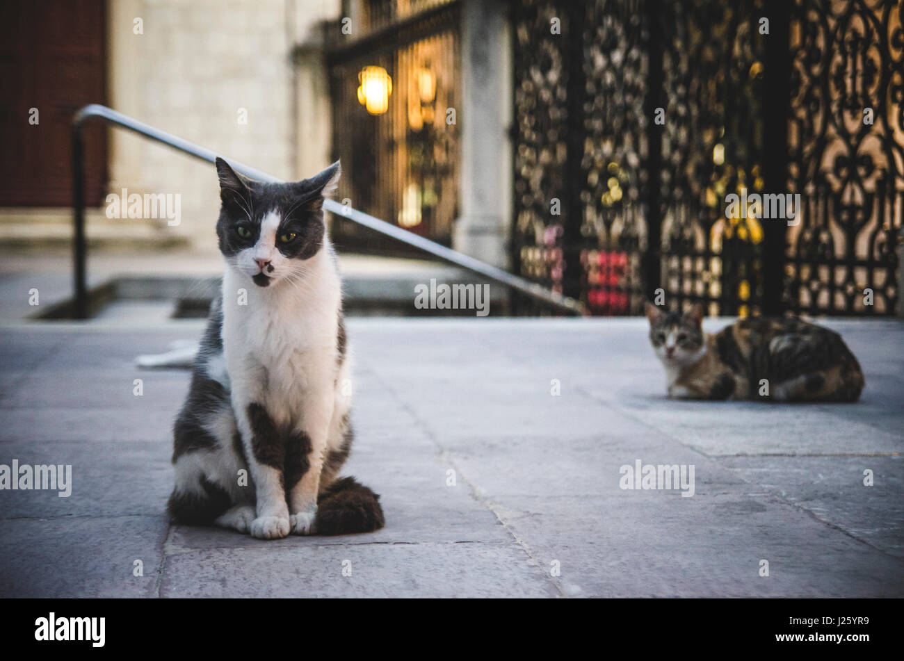 I gatti randagi al crepuscolo, Dubrovnik, Croazia Foto Stock