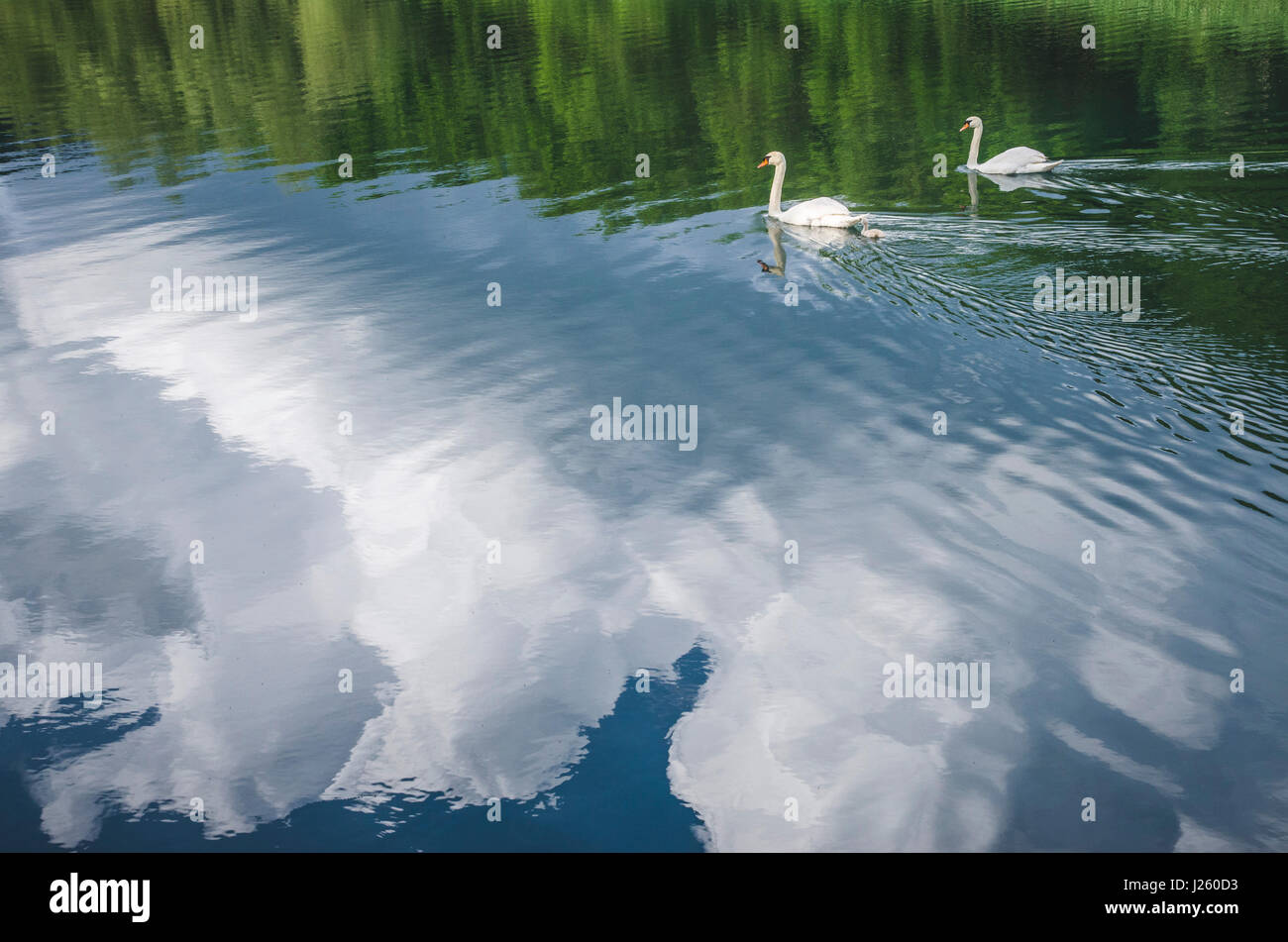 I cigni nuotare con la riflessione di nuvole in acqua, il monastero Krka, Croazia Foto Stock