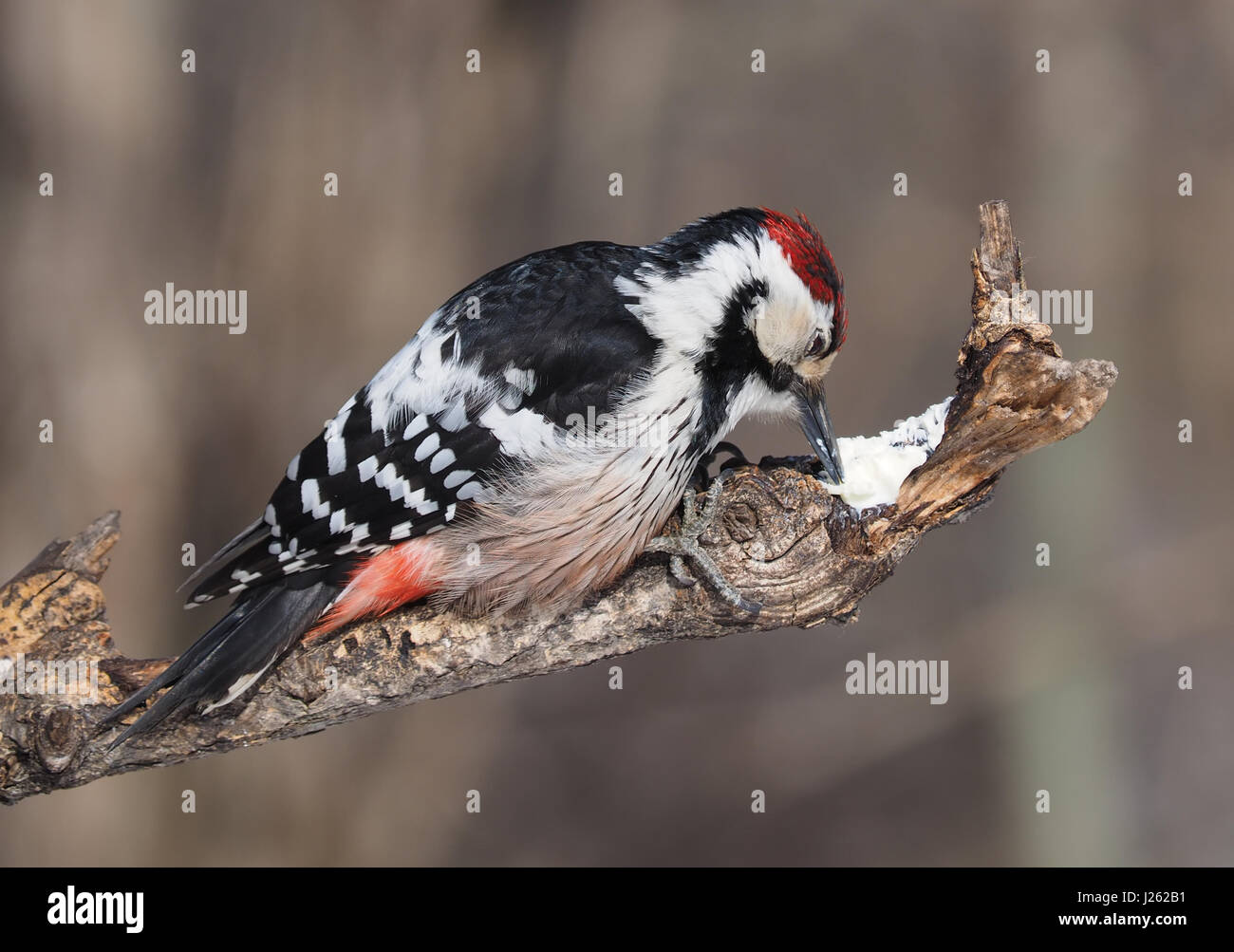 Picchio rosso maggiore nella foresta Foto Stock