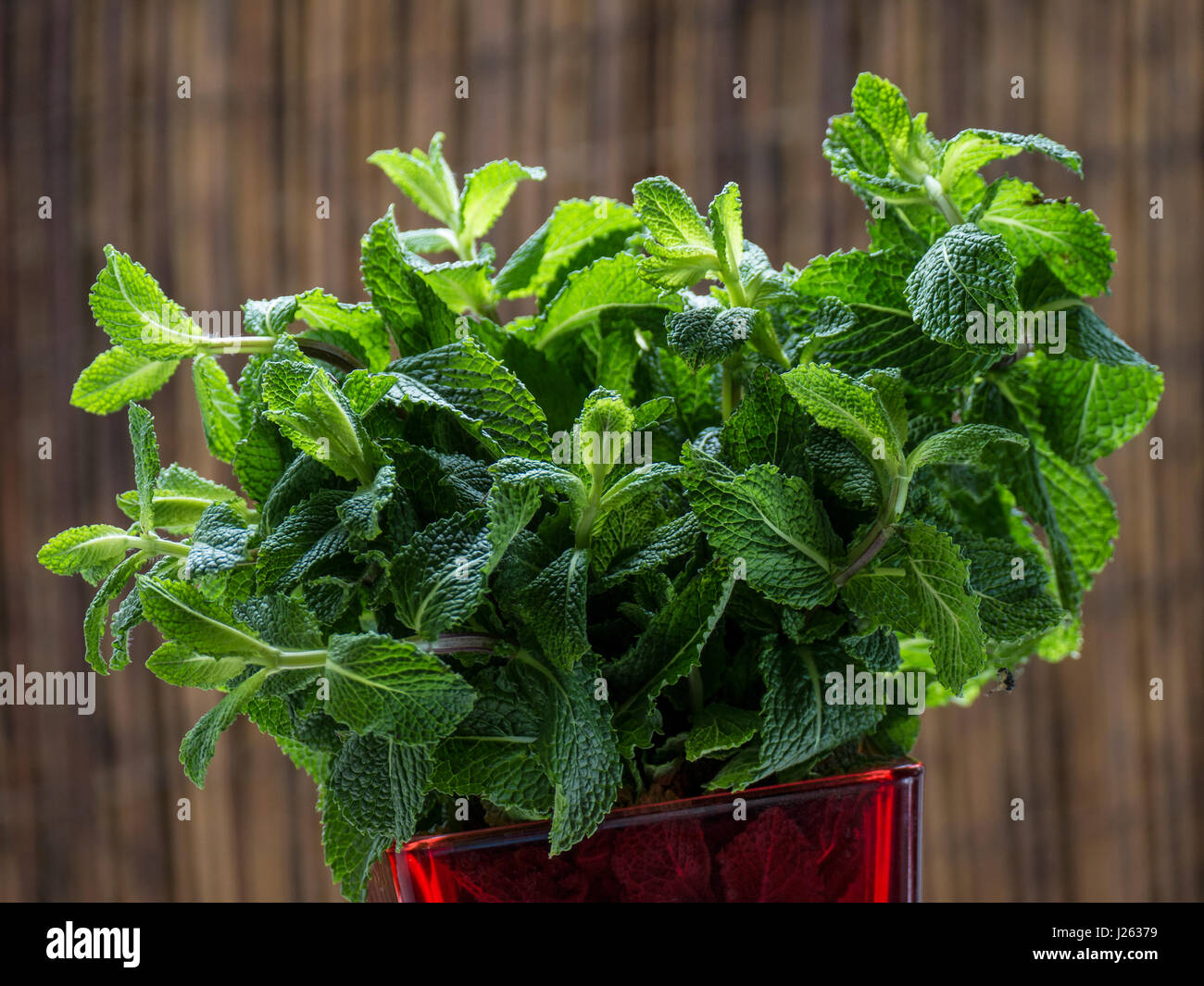 Mazzetto di menta fresca potente rametto di aromatico di foglie di menta fresca nei pressi di aprire la finestra della cucina Foto Stock