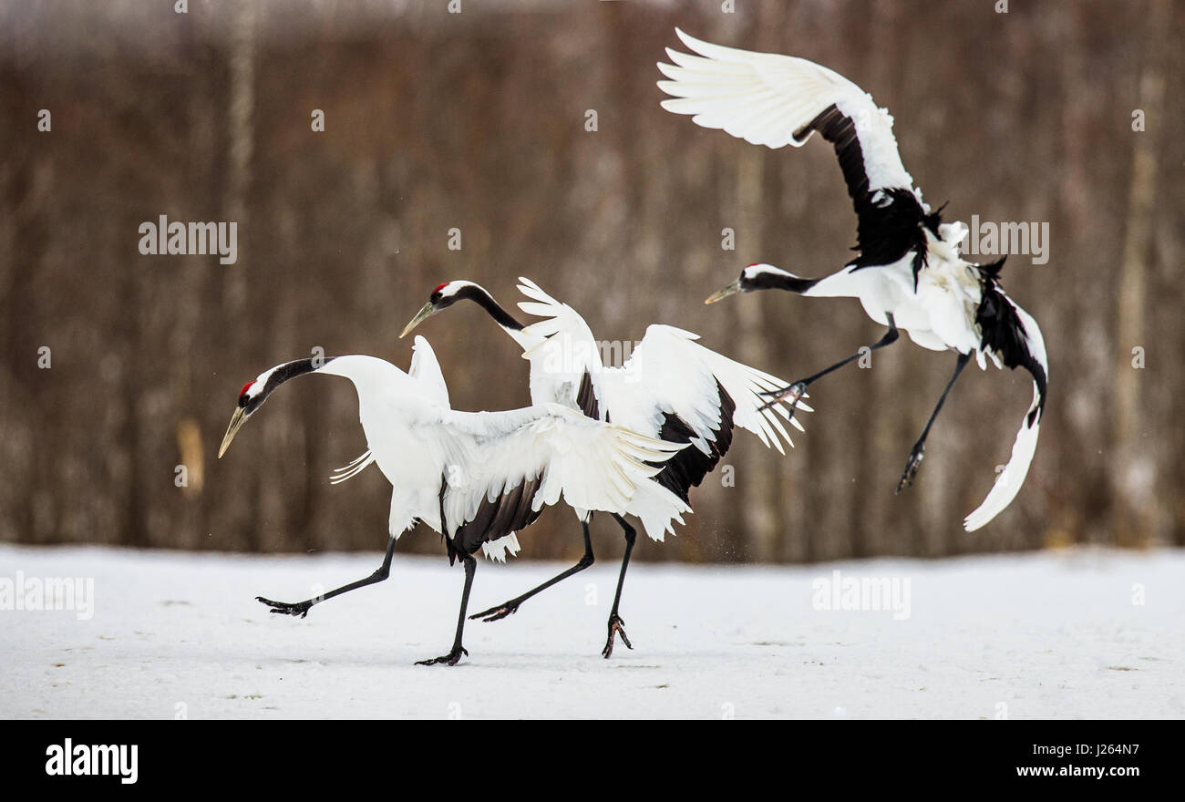 Gruppo di gru giapponesi in volo. Giappone. Hokkaido. Tsurui. Foto Stock