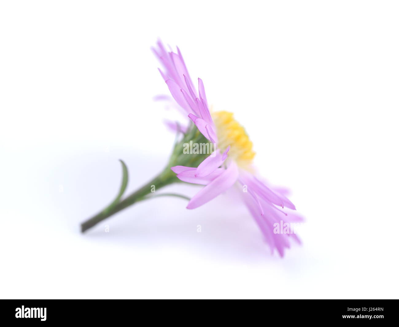 Fiori viola anni degli astri su sfondo bianco Foto Stock