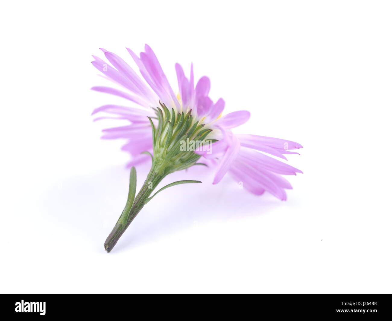 Fiori viola anni degli astri su sfondo bianco Foto Stock