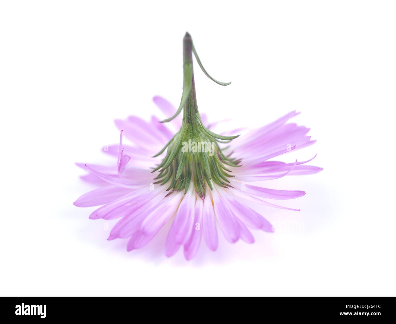 Fiori viola anni degli astri su sfondo bianco Foto Stock
