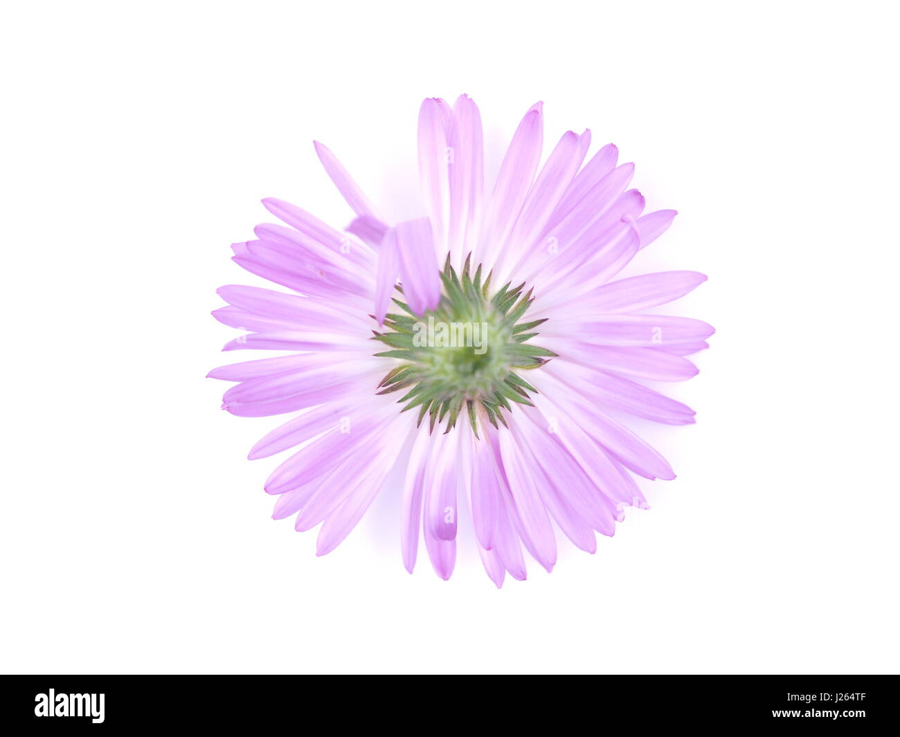 Fiori viola anni degli astri su sfondo bianco Foto Stock