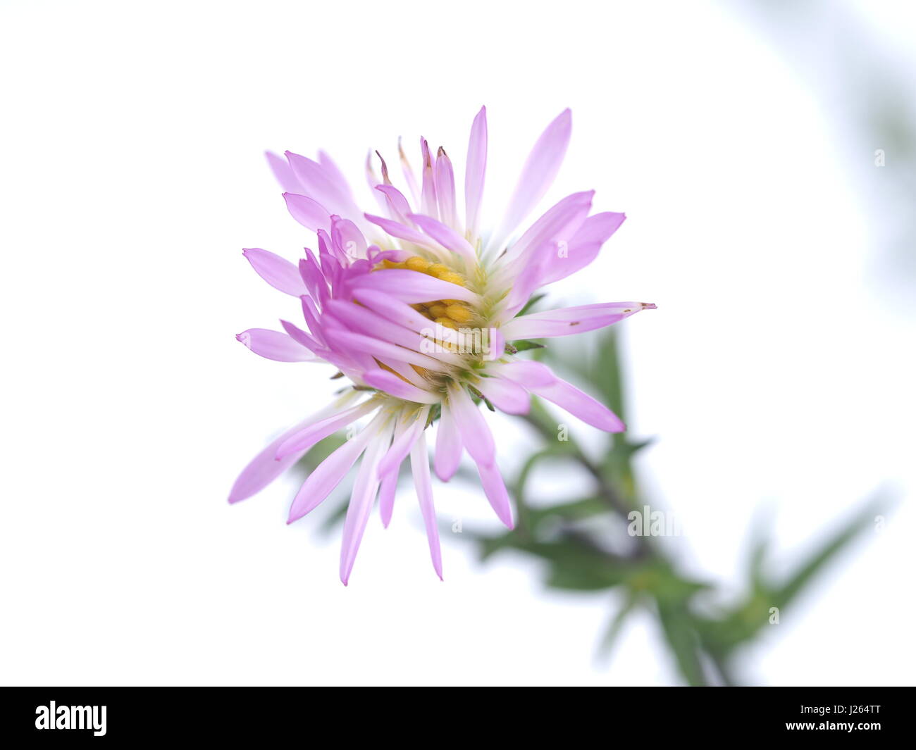 Fiori viola anni degli astri su sfondo bianco Foto Stock