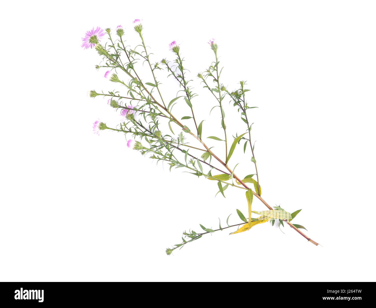 Fiori viola anni degli astri su sfondo bianco Foto Stock