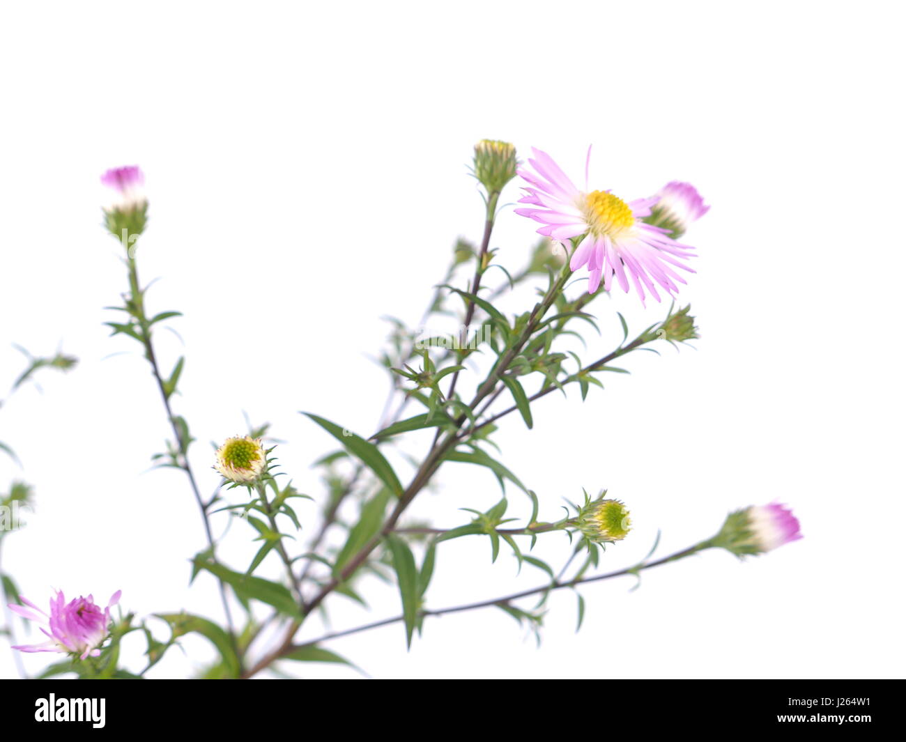 Fiori viola anni degli astri su sfondo bianco Foto Stock