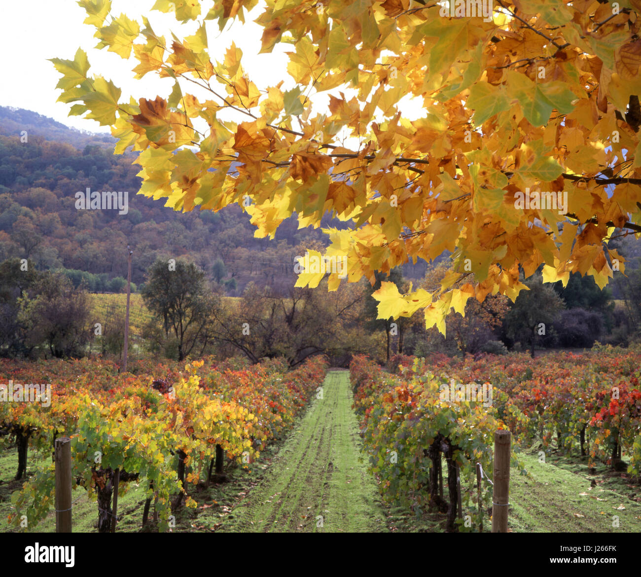 BONTERRA VIGNETO CALIFORNIA acero in autunno a colori biodinamico organico Cabernet Sauvignon vigneto , Ukiah, Mendocino County California USA Foto Stock