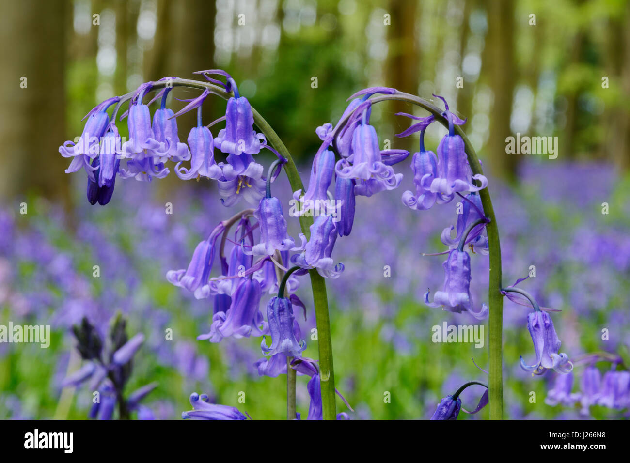 Vista ravvicinata di inglese (bluebells Hyacinthoides non scripta) in un bluebell wood nel Wiltshire, Inghilterra, Regno Unito Foto Stock