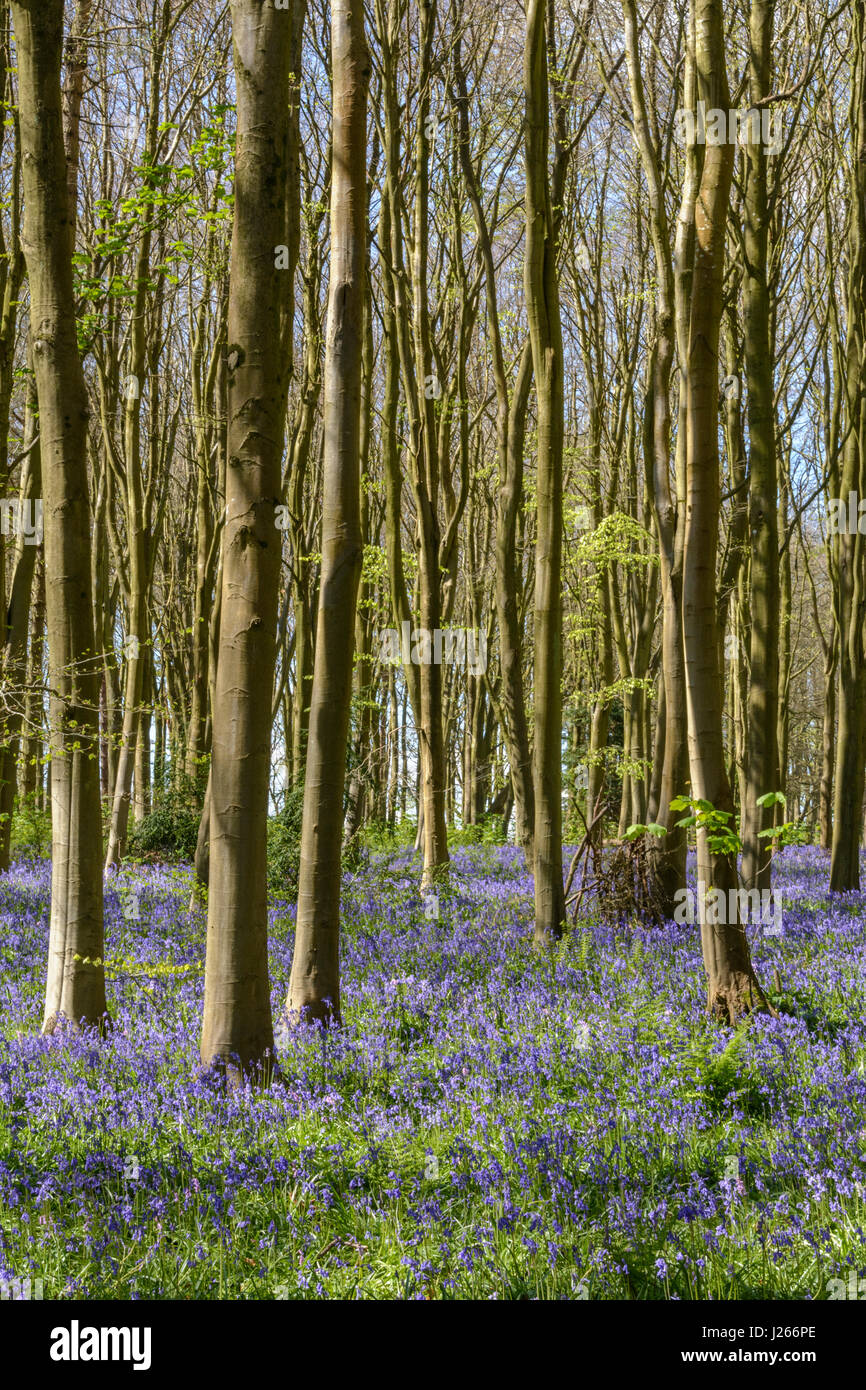 Tappeto di inglese (bluebells Hyacinthoides non scripta) in un bosco di faggi nel Wiltshire, Inghilterra, Regno Unito Foto Stock
