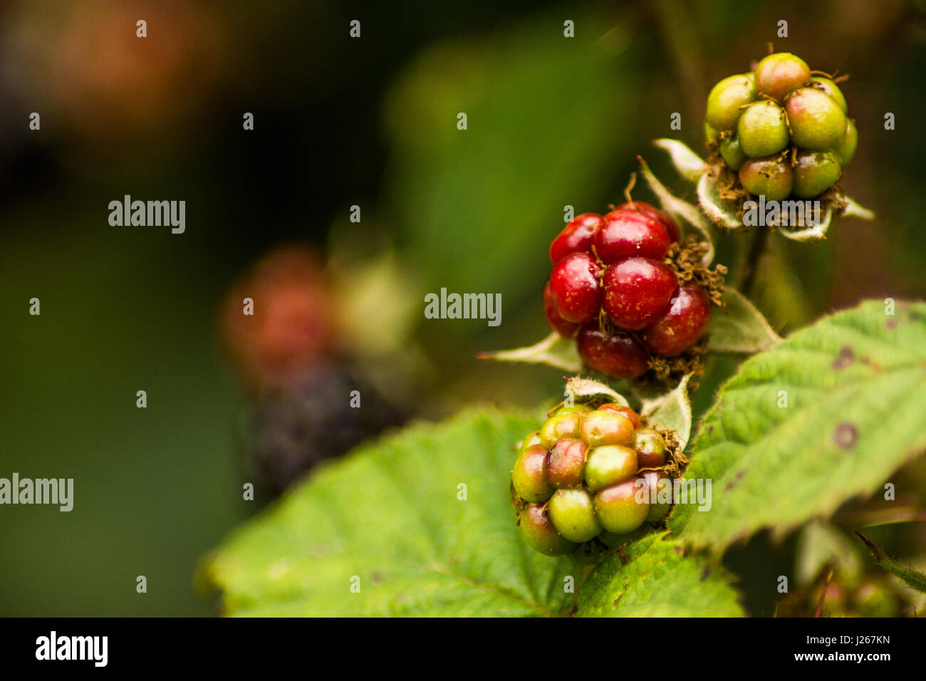 Gustose more mature nello Yorkshire Inghilterra 2016 Foto Stock