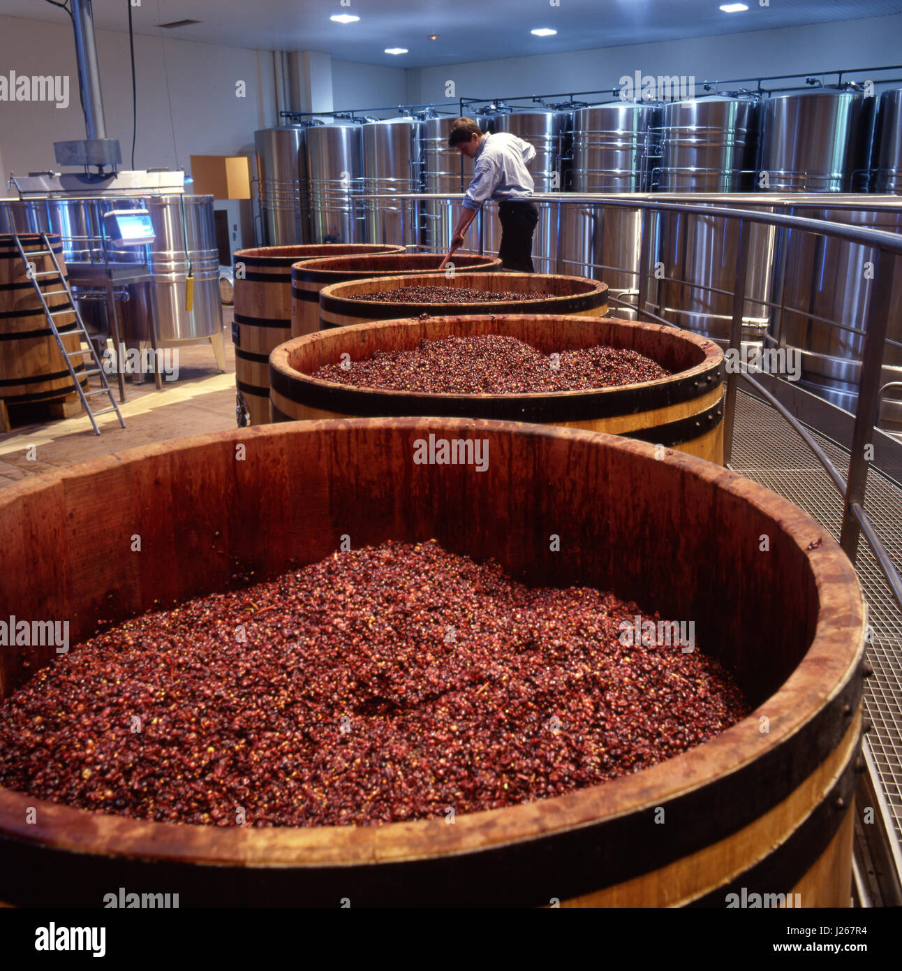 Pigeage, botti di rovere uva Pinot Nero che rompe la crosta di pelle fermentata la Sablière moderna cantina hi-tech Louis Jadot. Beaune, Côte d'Or, Francia. Foto Stock