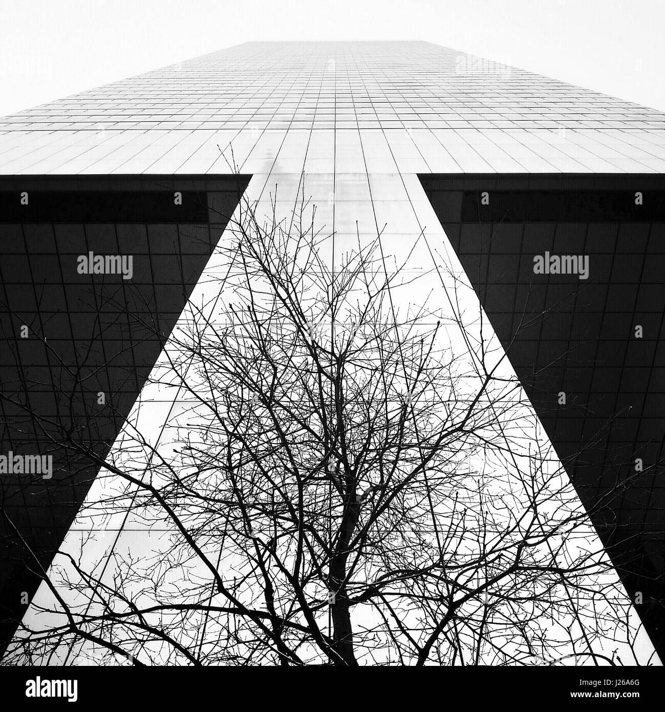 Albero nella parte anteriore del Citicorp Center, Manhattan, New York, America, STATI UNITI D'AMERICA Foto Stock