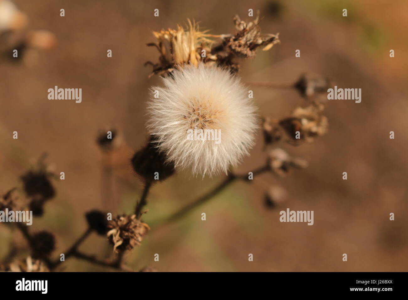 Solo vivere non è abbastanza ... Uno deve avere sunshine, di libertà e di un bel fiore.. Foto Stock