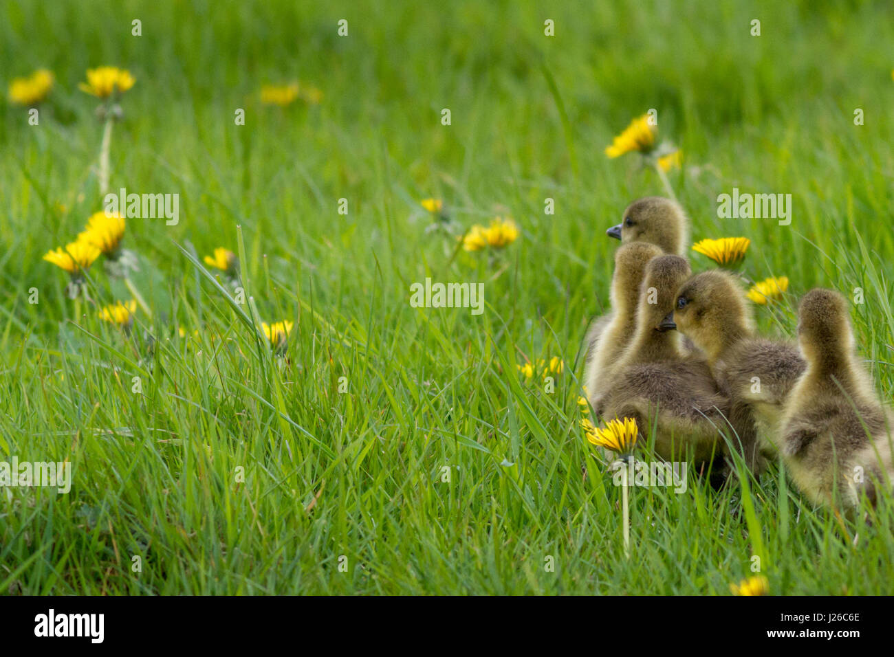 Fauna selvatica: Graylag goslings (Anser anser) urtare ciascuna altre passeggiate in una linea in erba Burley in Wharfedale, nello Yorkshire, Regno Unito Foto Stock