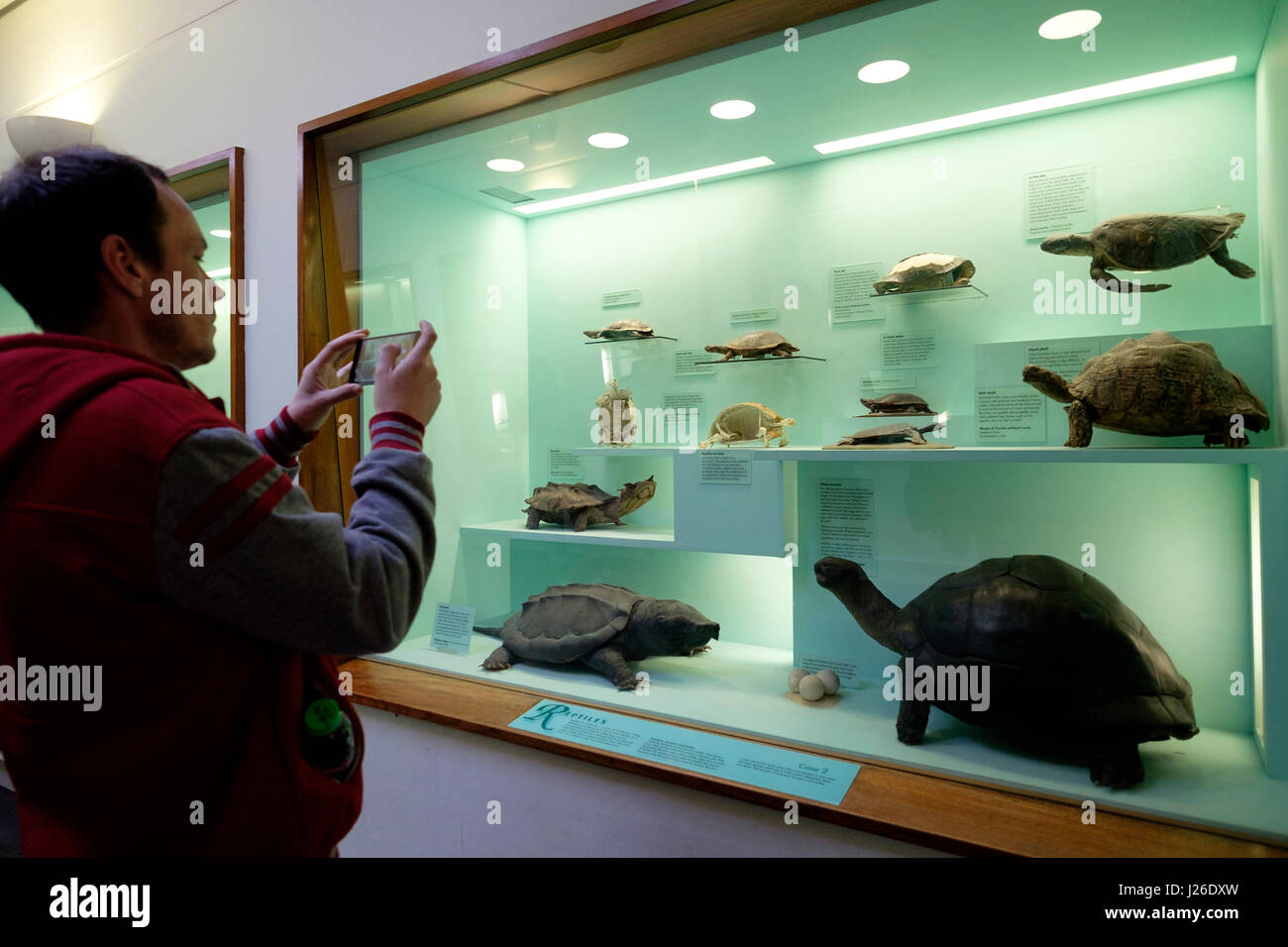 Turistica prendendo un'immagine di una finestra di visualizzazione presso il Museo di Storia Naturale e con il suo smartphone, London, England, Regno Unito, Europa Foto Stock