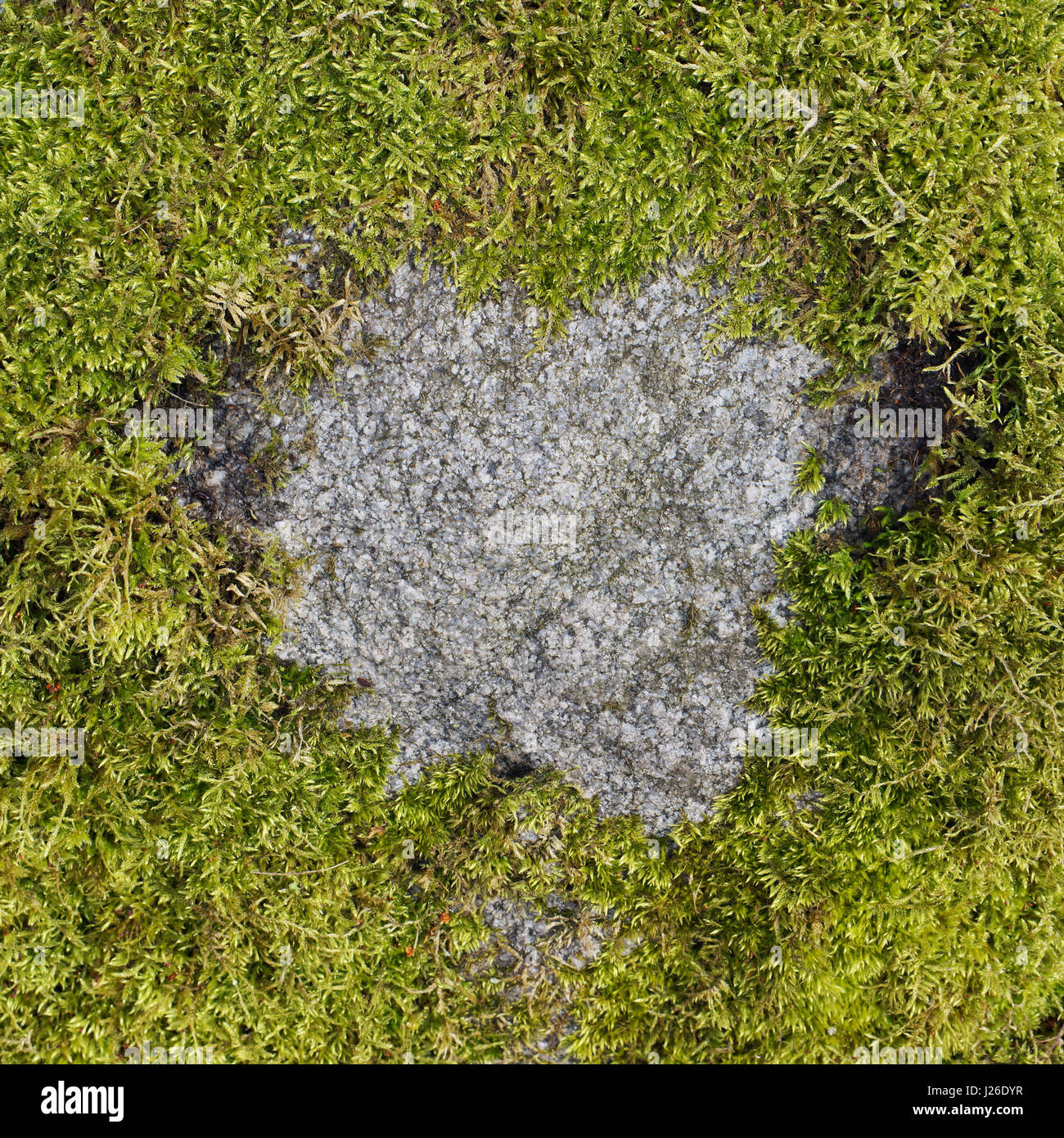 Bald spot in forma di cuore su un grigio granito pietra di foresta in cui il verde muschio cresce Foto Stock