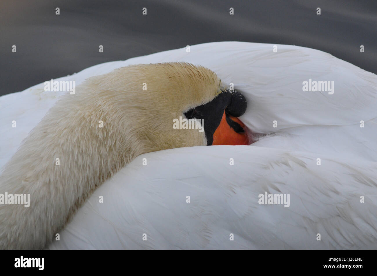 Sleeping cigno Foto Stock