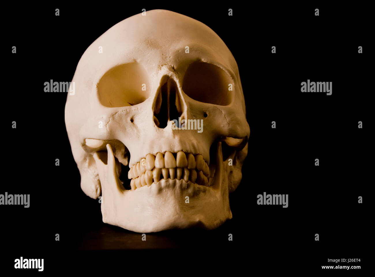 Cranio umano isolato Foto Stock