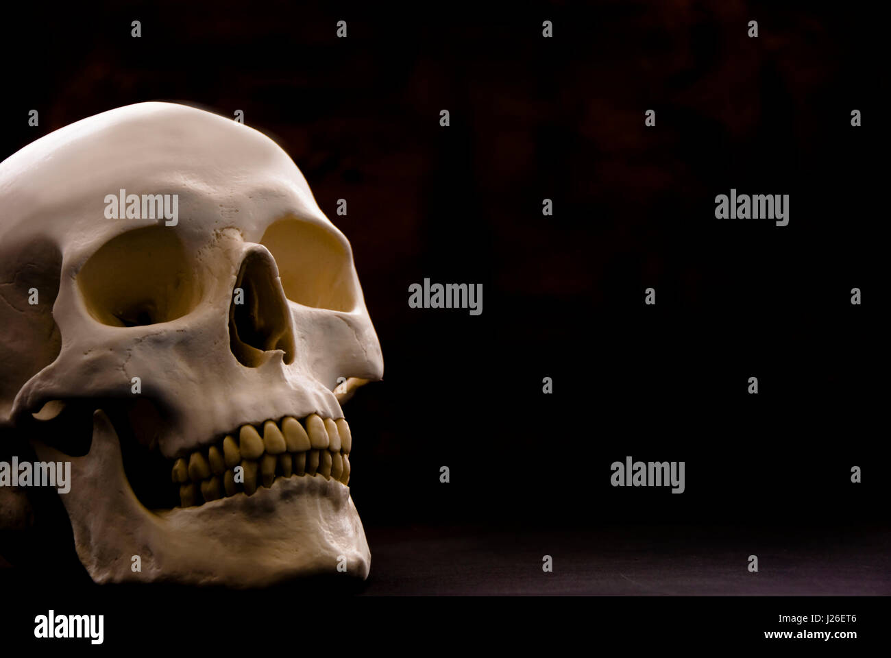 Cranio umano isolato Foto Stock