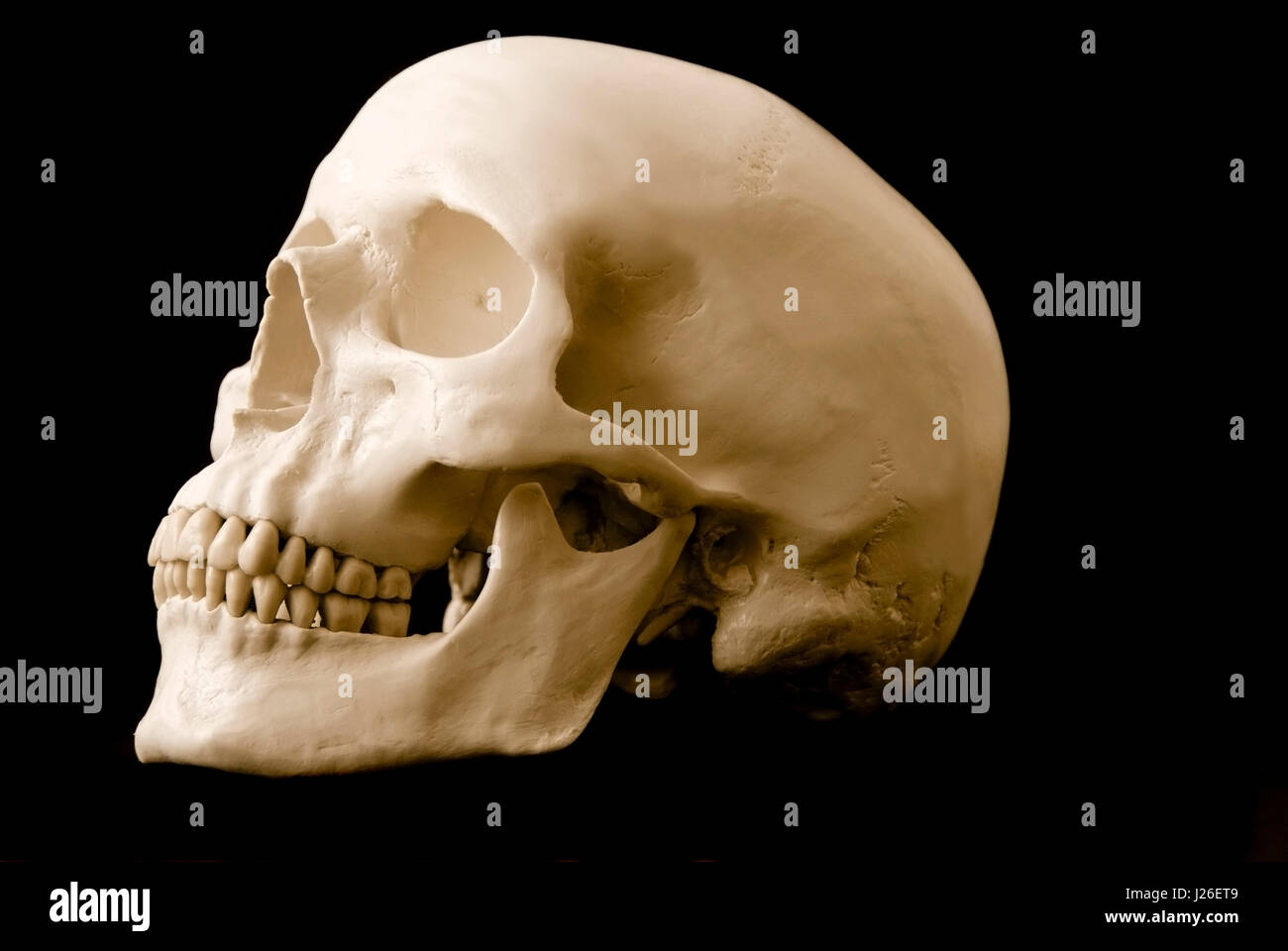 Cranio umano isolato Foto Stock