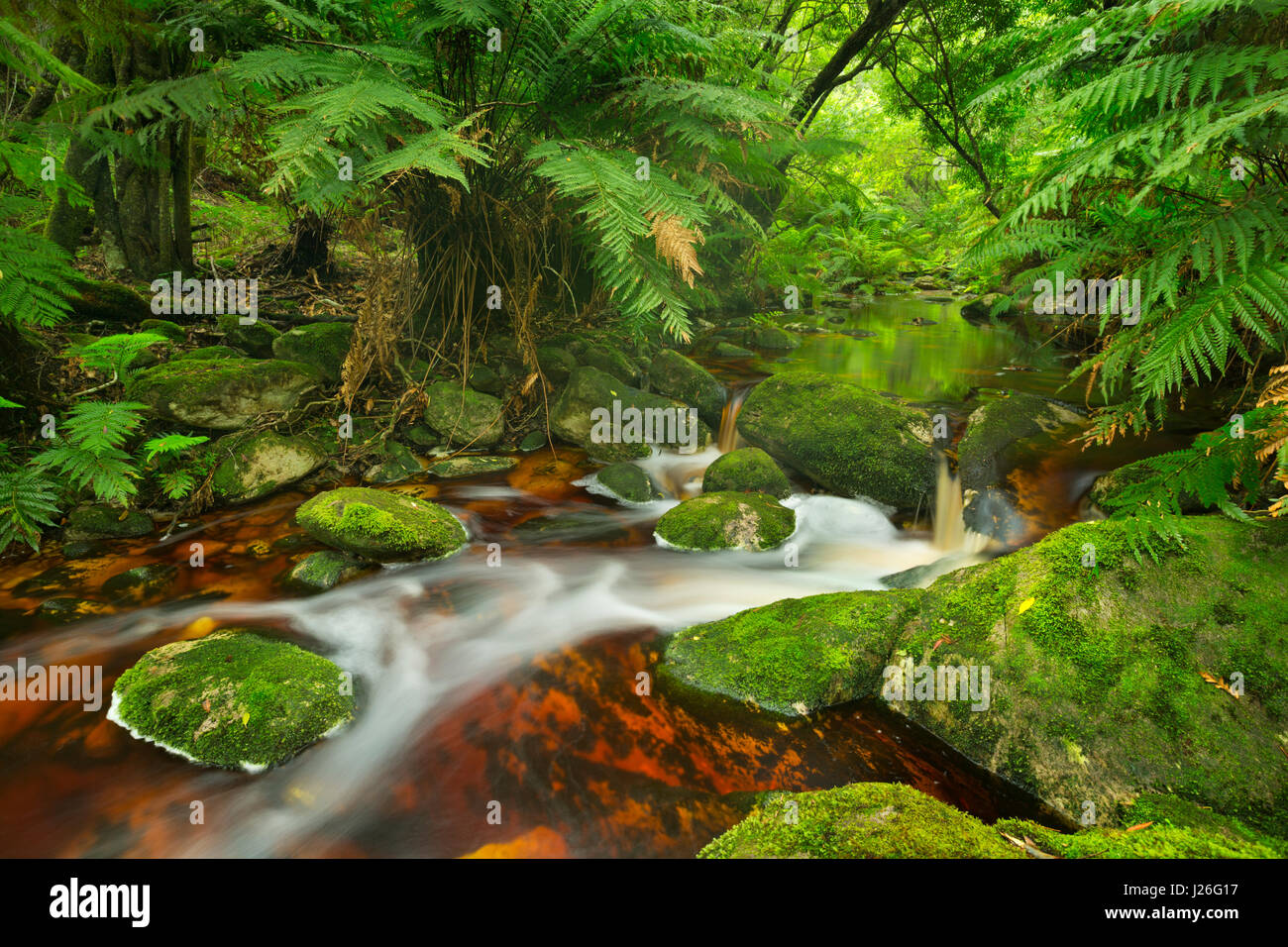 Red River attraverso lussureggianti foreste pluviali temperate al Garden Route National Park in Sud Africa. Foto Stock