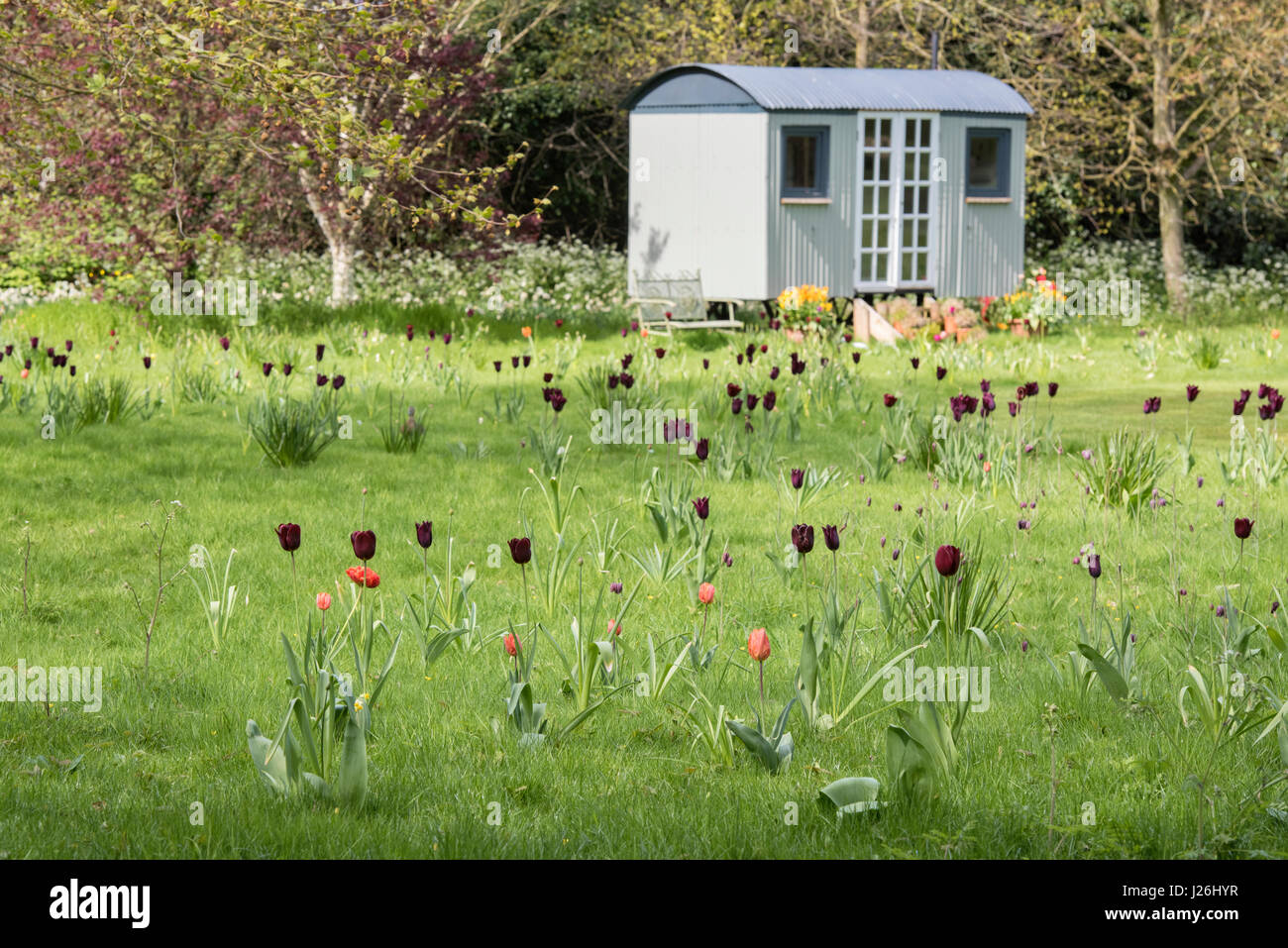 Worcester College giardino con tulipani e una capanna di pastori. Oxford, Oxfordshire, Regno Unito Foto Stock