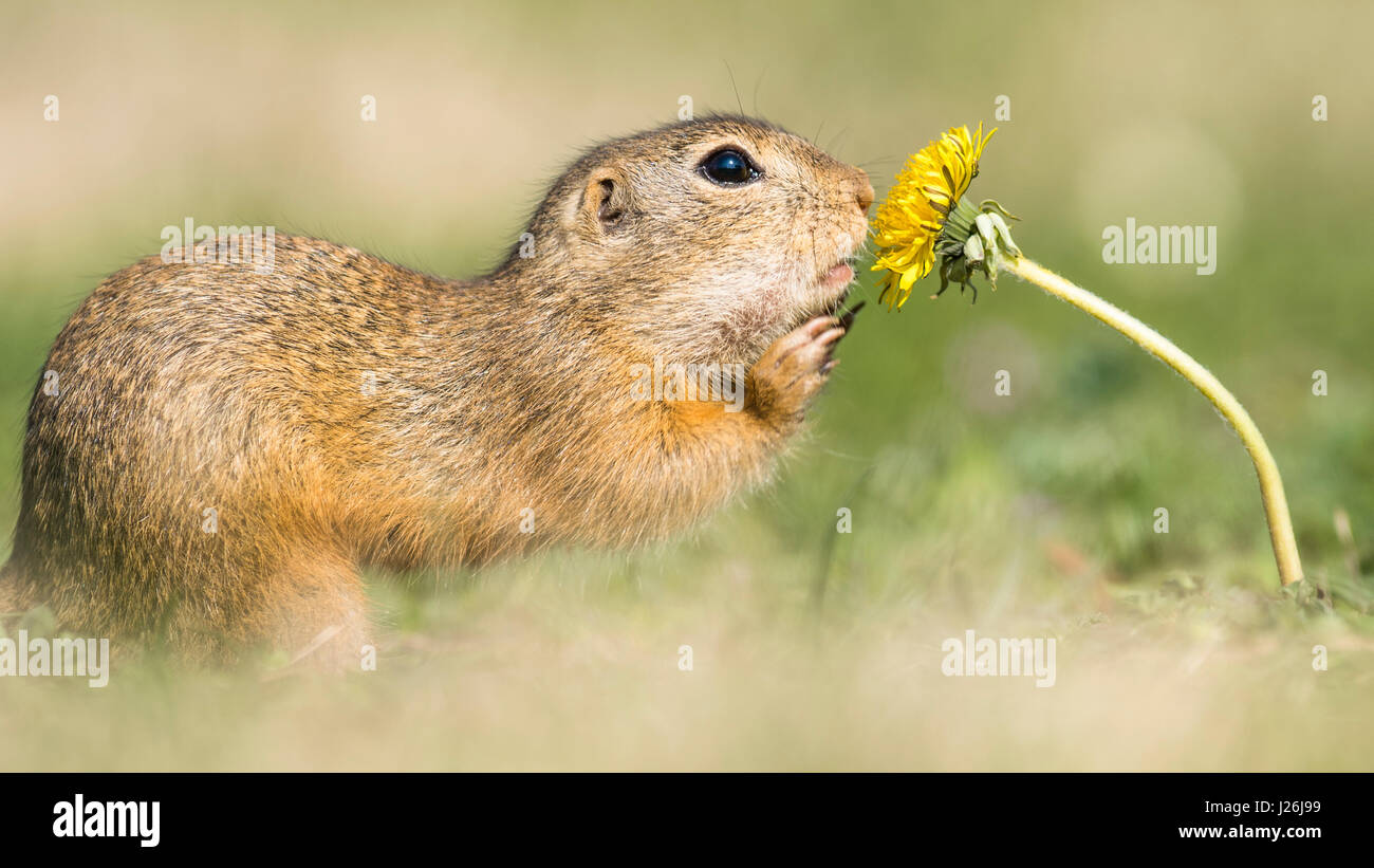 Terreno europeo scoiattolo (Spermophilus citellus) sniffing in corrispondenza di tarassaco (Taraxacum), parco nazionale Neusiedler See, Seewinkel Foto Stock