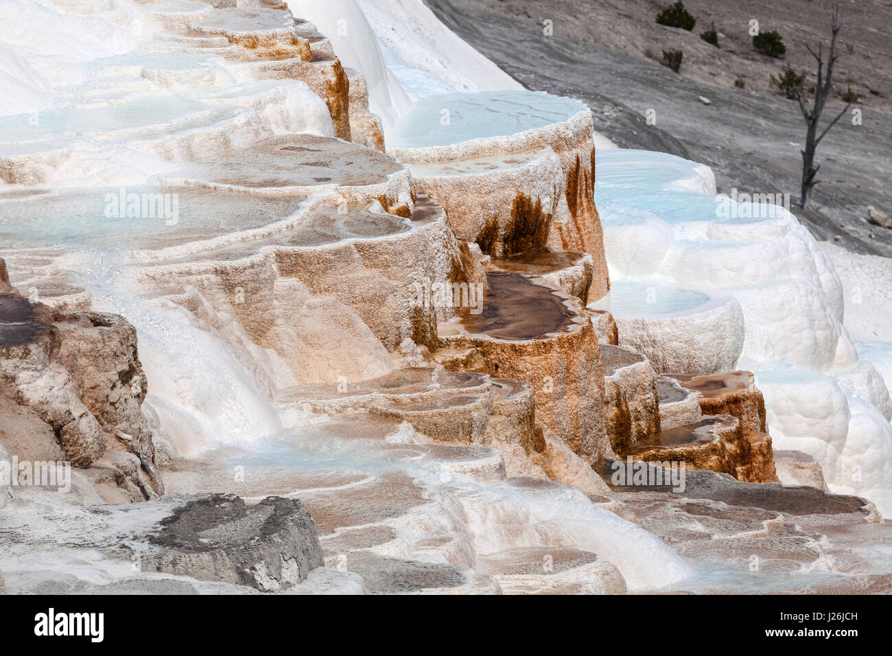 Terrazze di agglomerato e le sorgenti di acqua calda, la formazione di depositi minerali, Canarie Primavera, terrazza principale, Mammoth Hot Springs, il Parco Nazionale di Yellowstone Foto Stock