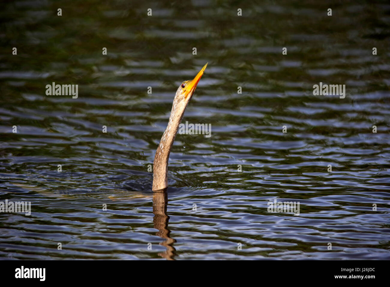Snakebird (Anhinga anhinga), Adulto, grippaggio collo ouf acqua, food search, Wakodahatchee zone umide, Delray Beach, Florida, Stati Uniti d'America Foto Stock