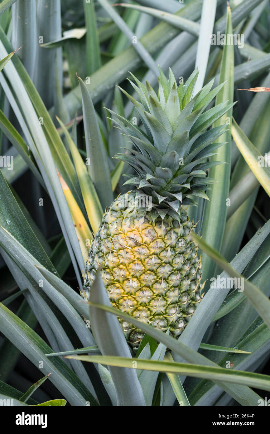 Ananas (Ananas comosus), campo di ananas, vicino Pital, Costa Rica Foto Stock