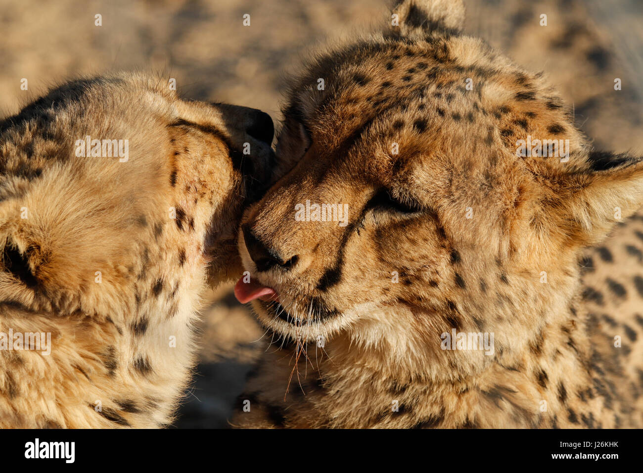 I gemelli amore - due fratelli ghepardo leccare ogni altri volti Foto Stock I gemelli amore - due fratelli ghepardo leccare ogni altri volti Foto Stock