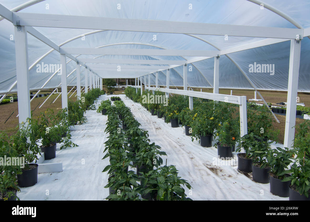 Central Florida home organico giardino con piante e verdure in cortile per una sana dieta e mangiare agriturismo coop Foto Stock