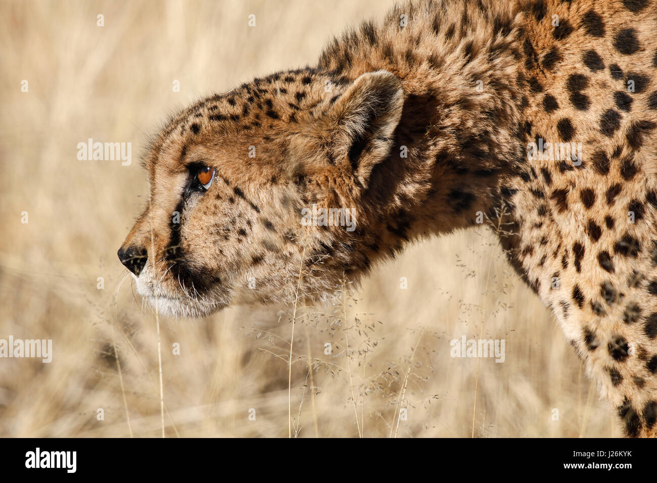 Close-up di ghepardo stalking la sua preda e la caccia nel Deserto Namibiano Foto Stock
