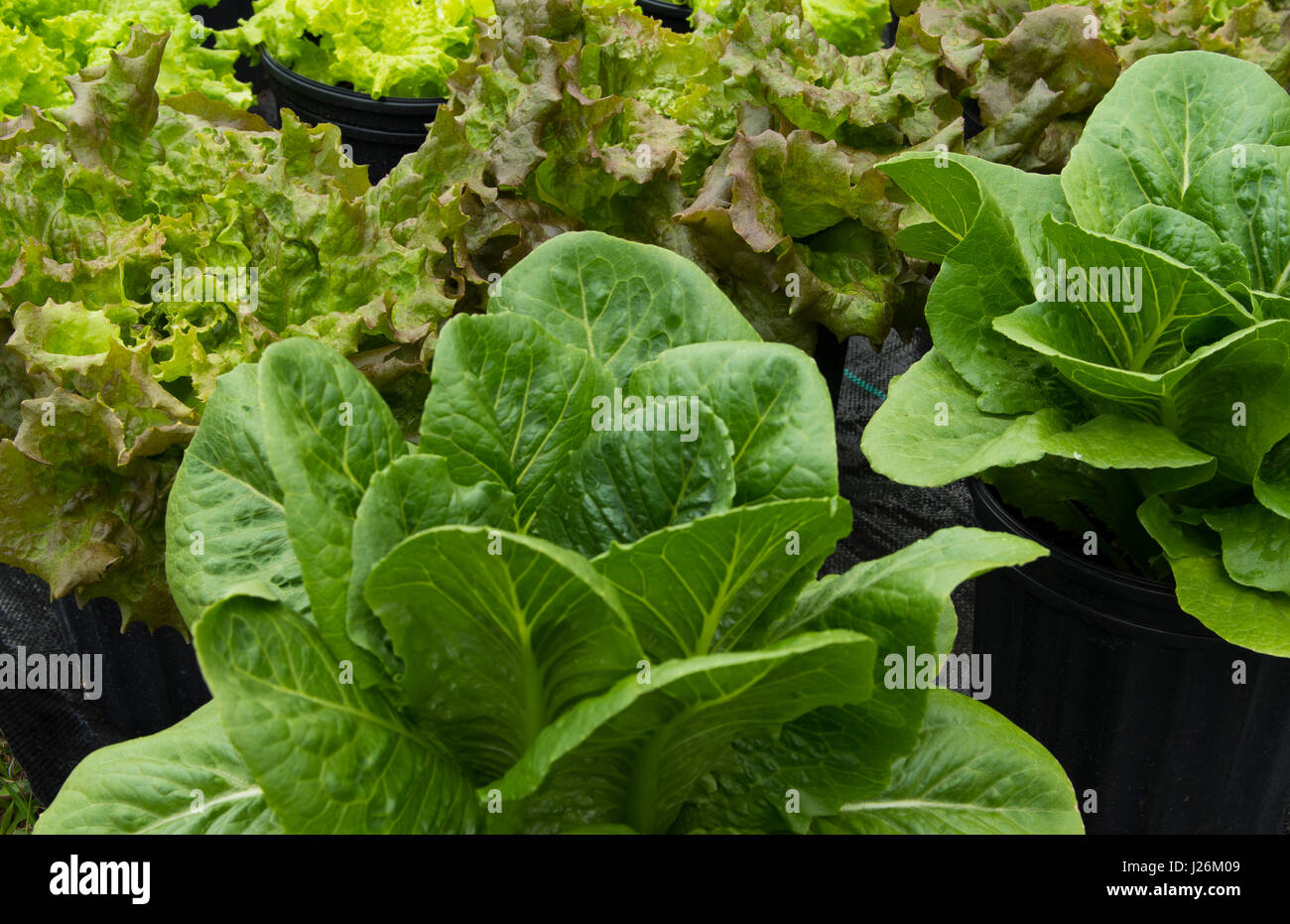 Central Florida home organico giardino con piante di lattuga e verdure in cortile per una sana dieta e mangiare agriturismo coop Foto Stock