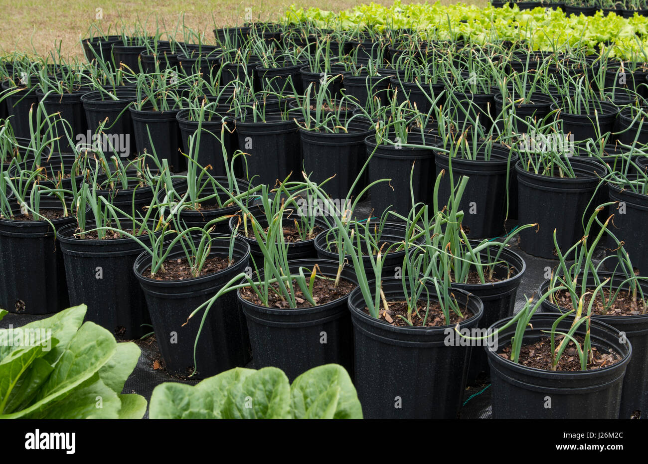 Central Florida home organico giardino con cipolla verde piante e verdure in cortile per una sana dieta e mangiare agriturismo coop Foto Stock