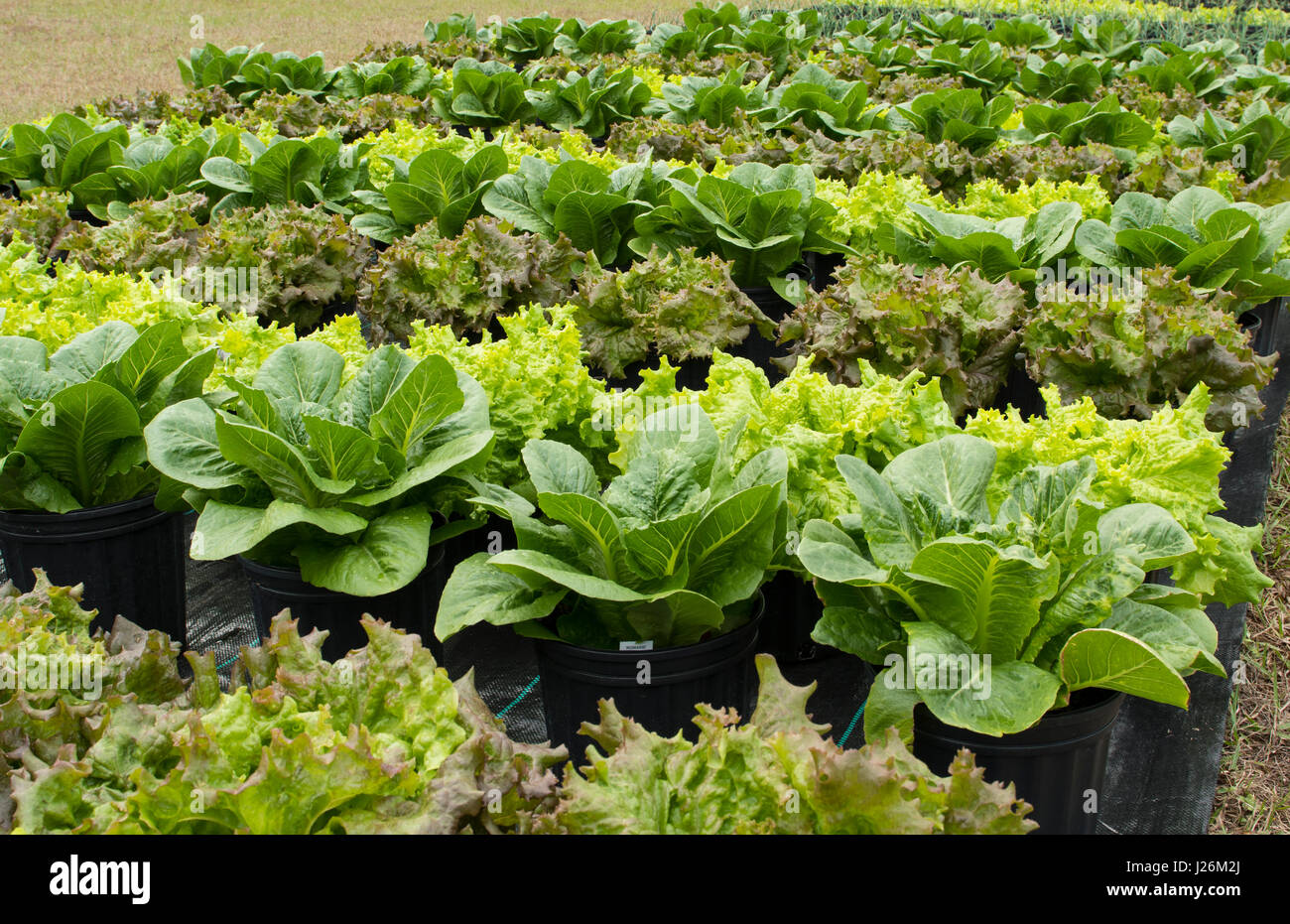 Central Florida home organico giardino con piante di lattuga e verdure in cortile per una sana dieta e mangiare agriturismo coop Foto Stock