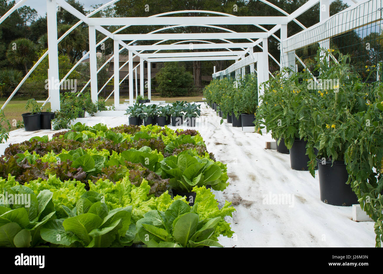 Central Florida home organico giardino con piante e verdure in cortile per una sana dieta e mangiare agriturismo coop Foto Stock