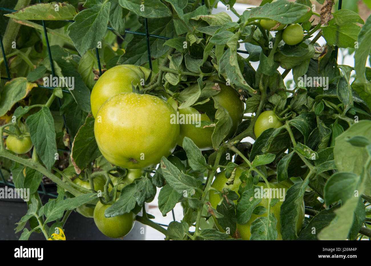Central Florida home organico giardino con piante di pomodoro e verdure in cortile per una sana dieta e mangiare agriturismo coop Foto Stock
