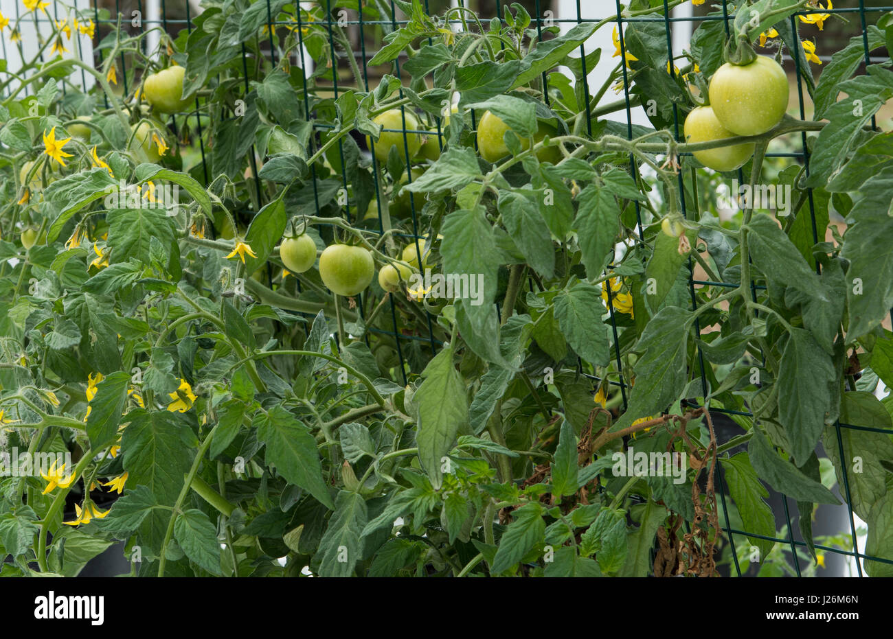 Central Florida home organico giardino con piante di pomodoro e verdure in cortile per una sana dieta e mangiare agriturismo coop Foto Stock