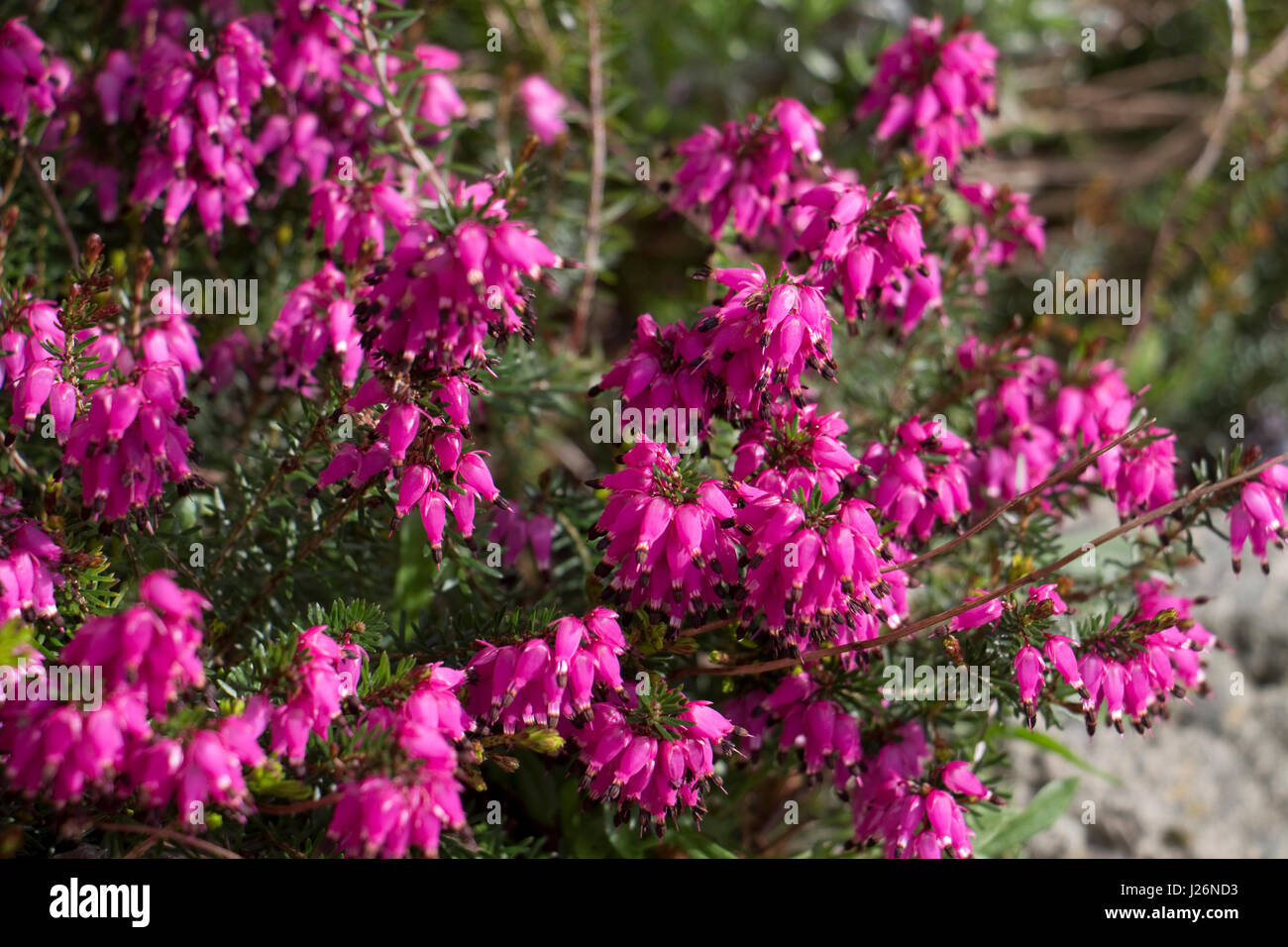 A fioritura primaverile di Erica rosa in fiore Foto Stock