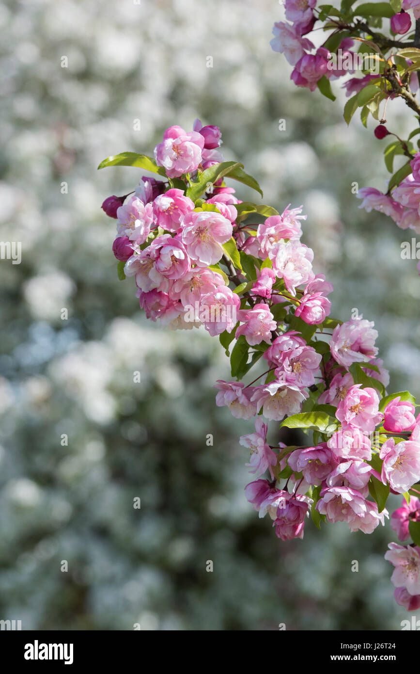 Malus 'Van Eseltine'. Crab Apple 'Van Eseltine' fiore in primavera. Regno Unito Foto Stock