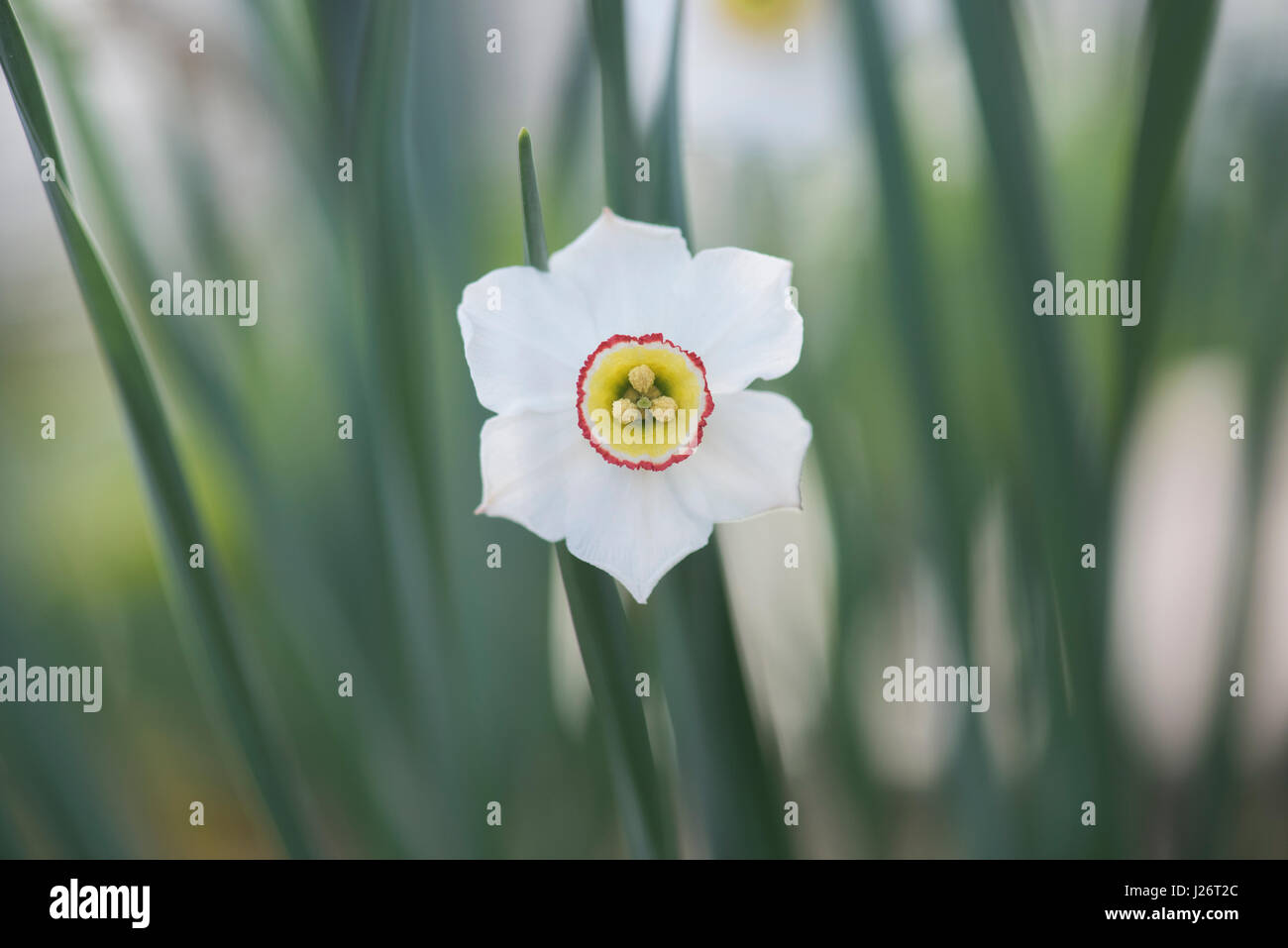 Narcissus poeticus var. hellenicus. Daffodil fiore. Narciso occhio Fagiano Foto Stock